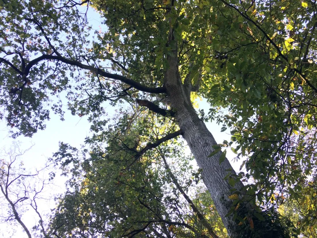 Branche arbre Vallée Oudon_28 10 21_AVC